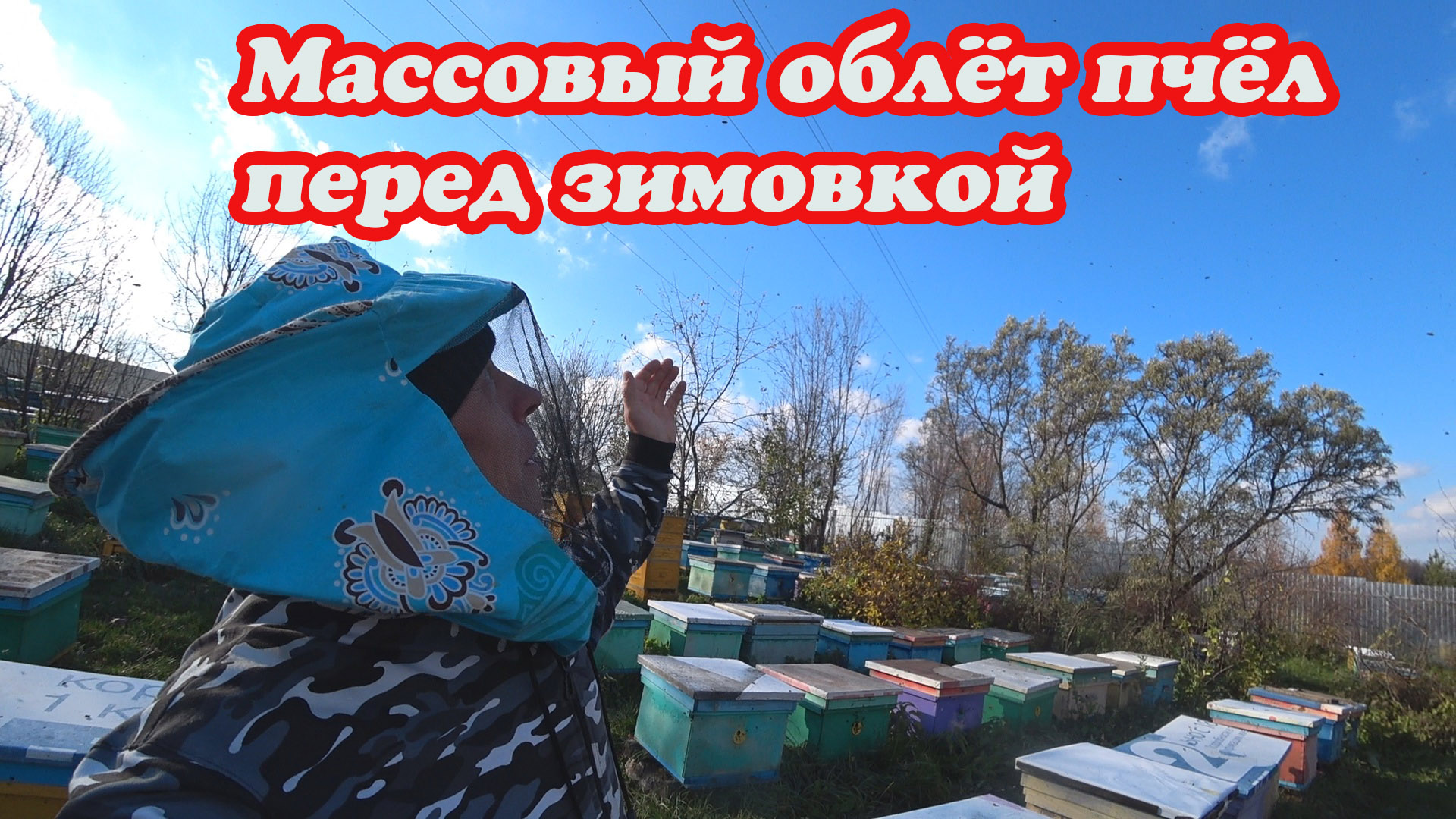 КАК ПРОИСХОДИТ ПОСЛЕДНИЙ МАССОВЫЙ ОБЛЁТ ПЧЁЛ ПЕРЕД ЗИМОВКОЙ. смотреть онлайн