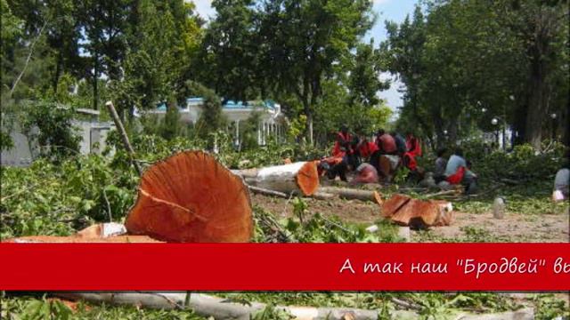 В Ташкенте вырубают вековые деревья... смотреть онлайн