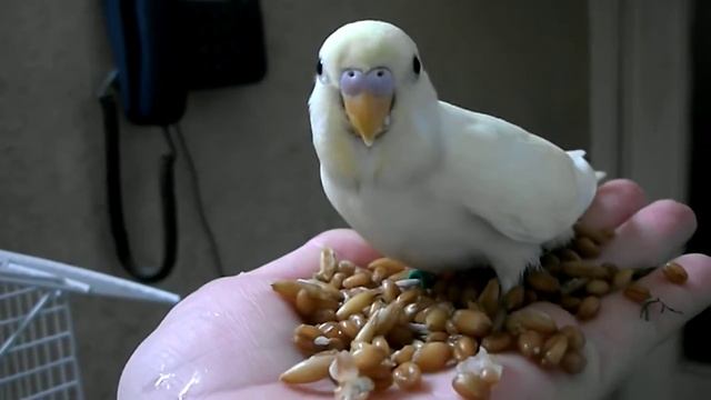 2ф спенгл - вариации окрасов волнистого попугая. 2F spengl - variations of colors budgerigar. смотреть онлайн