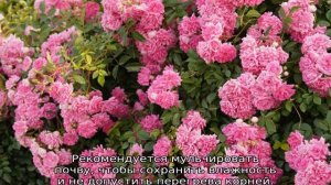 Роза Супер Дороти