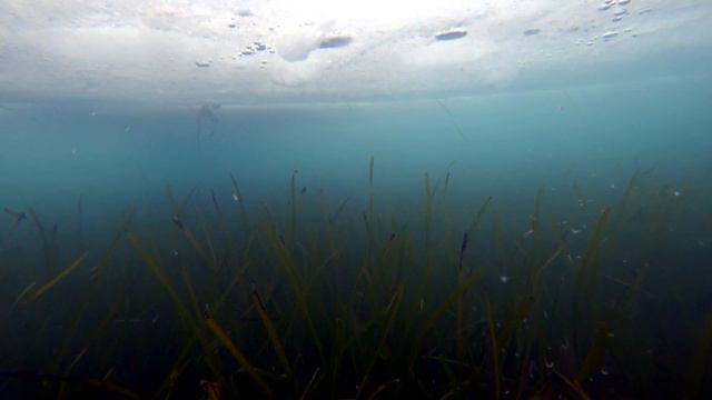 22 декабря 2021 бухты Круглая, Бабкина о Русский толщина льда, рыба подо льдом смотреть онлайн