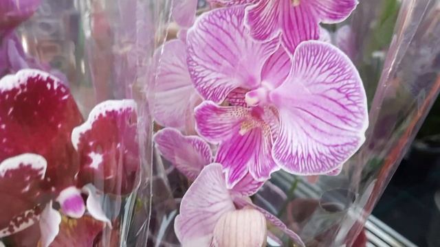 ОРХИДЕИ В ОБИ смотреть онлайн