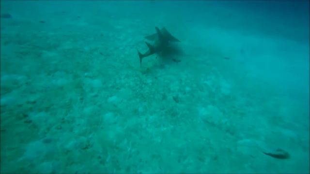 Dive Island Divers, south ari, Maldives смотреть онлайн