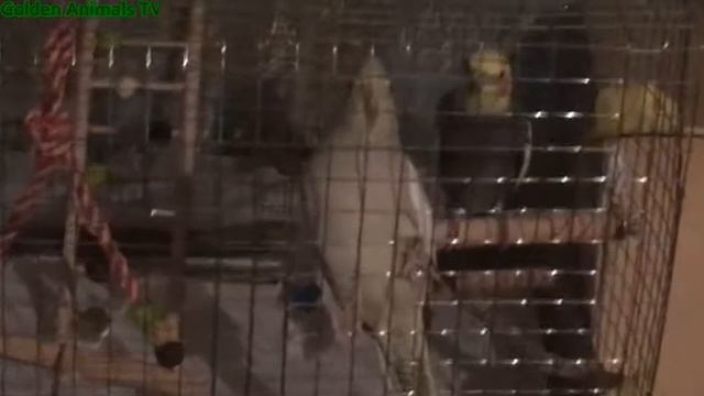 Пения Пары Корелл Готовятся К Гнездовании/Singing Couples Corells Preparing For Nesting