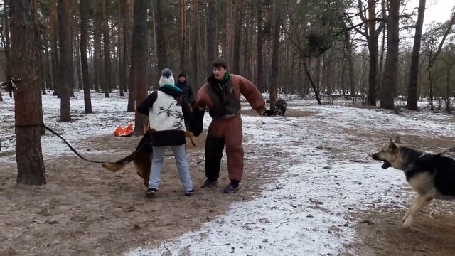 Баграт немецкая овчарка смотреть онлайн