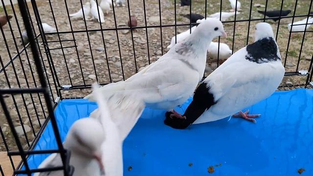 Шейки есть и Азербаийджанские и Армиянские. 16.02.22 Грузия. Гардабани смотреть онлайн