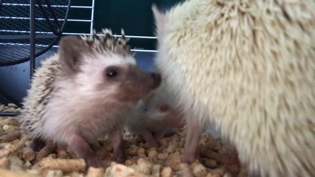 Скрытая камера у ёжиков