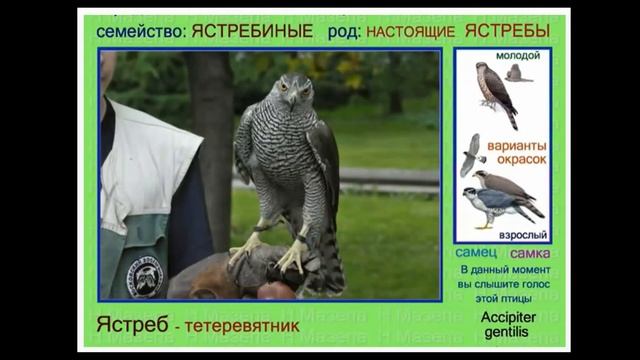 Ястреб-тетеревятник голос