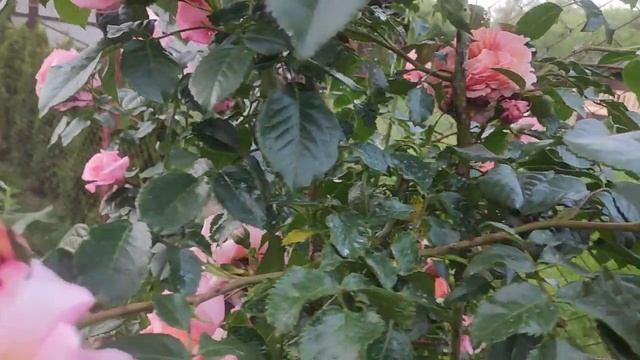 Роза Барок (rose Barok) смотреть онлайн
