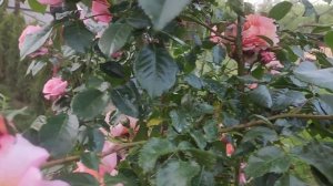 Роза Барок (rose Barok)