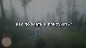 Как и Где Найти  Самую Лучшую Лошадь В Red Dead Redemption 2