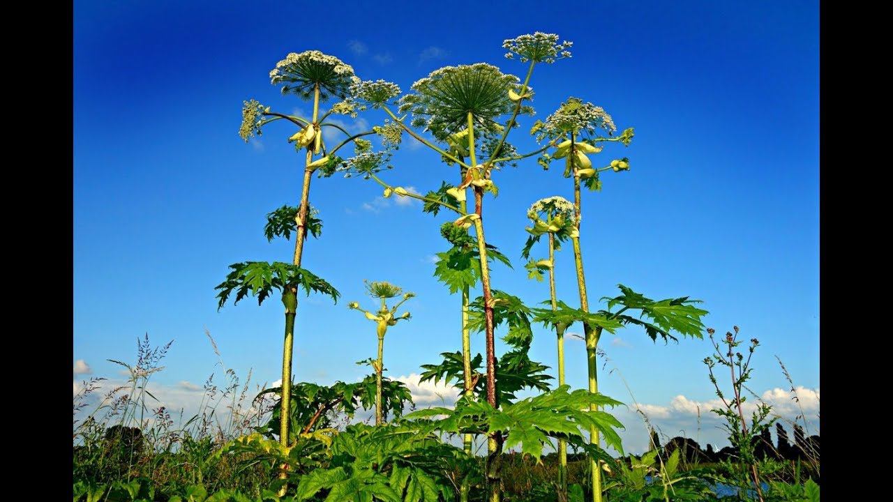 Борщевик Сосновского Наступает на Гжель смотреть онлайн