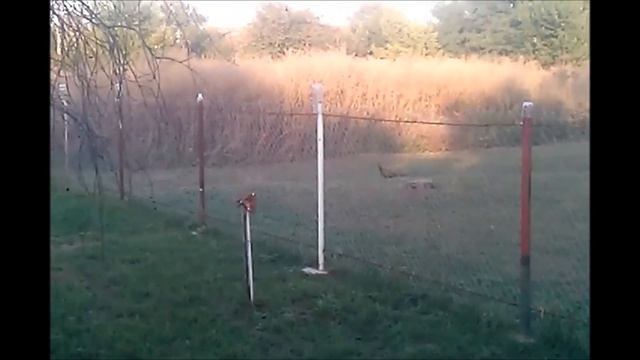 Охота на Фазана,домашние фазаны. смотреть онлайн