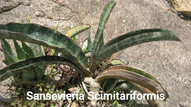 25 Different Kinds Of Sansevieria смотреть онлайн