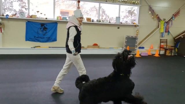 Ильина Полина и Русский Черный Терьер Парма смотреть онлайн