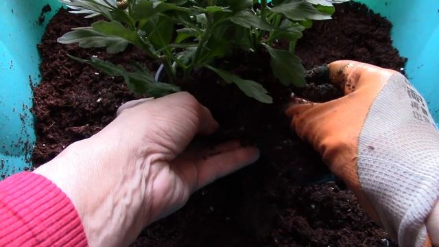 Хризантема.  Вы купили хризантему, что необходимо сделать для неё?