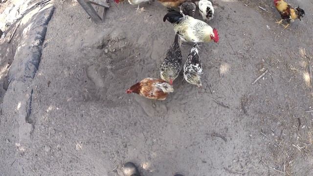 Куры едят 
