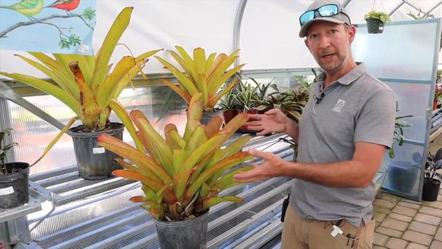 Bromeliad Aechmea blanchetiana смотреть онлайн