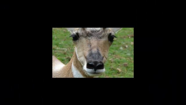 ВИЛОРОГИ часть 9 смотреть онлайн