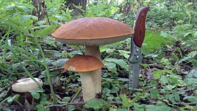 Домашний шеф-повар для всех 