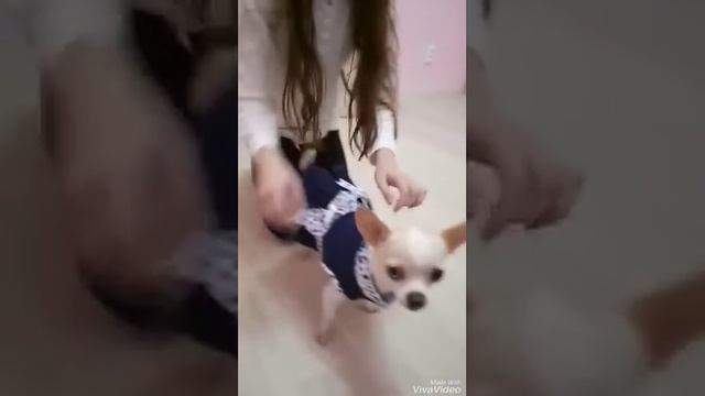 Милая собачка чихуахуа в платье (Софи Шанель) смотреть онлайн