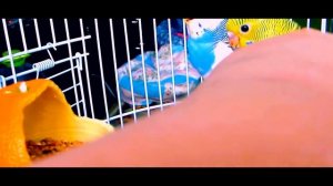 Ручные волнистые птенцы волнистого попугая