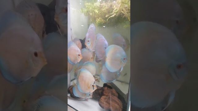 Зачем дискусам 30 тонн😄количество не важно , важно качество ☝️☝️☝️ смотреть онлайн