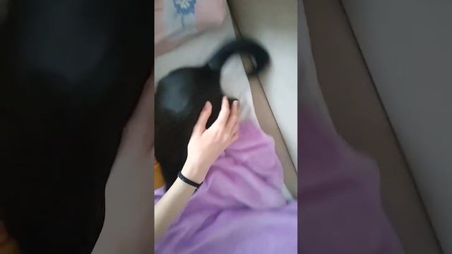 Почему ему резко захотелось залезть под плед? #кот #котенок #милота #рек #кузя смотреть онлайн