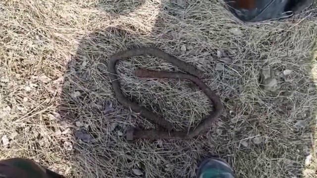 #Весна идет полным ходом или как ящерка принесла удачу в КОПе!!! смотреть онлайн