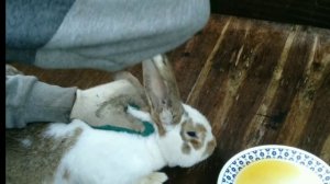 Ушной клещ у кроликов как лечили.