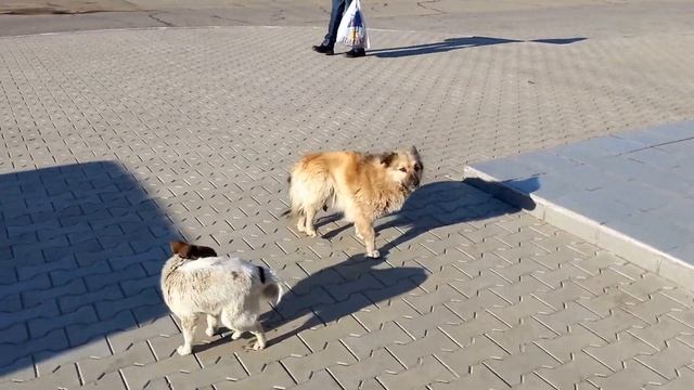ИЖ 2717-230 Ода