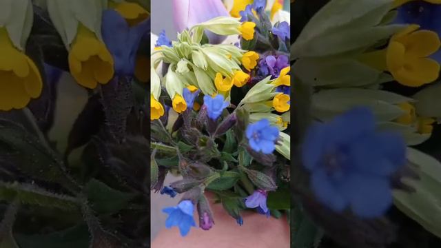 25.04 календарь цветения, медуница и дикая примула #garden #flower #plant #дача #nature #сад смотреть онлайн