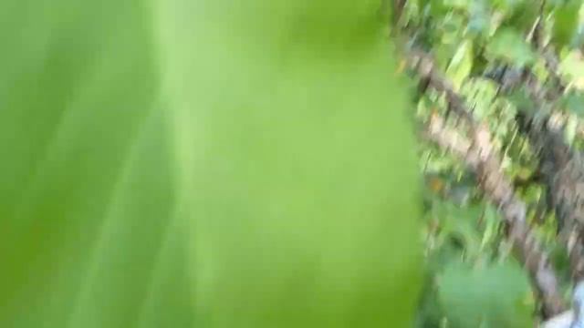 [Дачное] На яблоне смотреть онлайн
