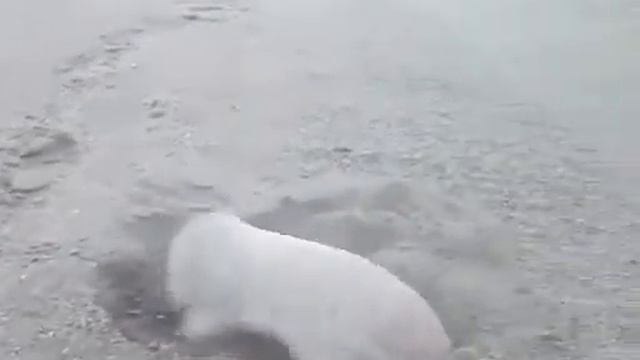 Плащеносный броненосец. смотреть онлайн