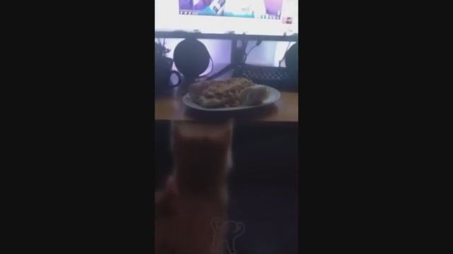 СМЕШНЫЕ КОШАЧЬИ МЕМЫ СБОРНИК 2022 Номер 99 смотреть онлайн