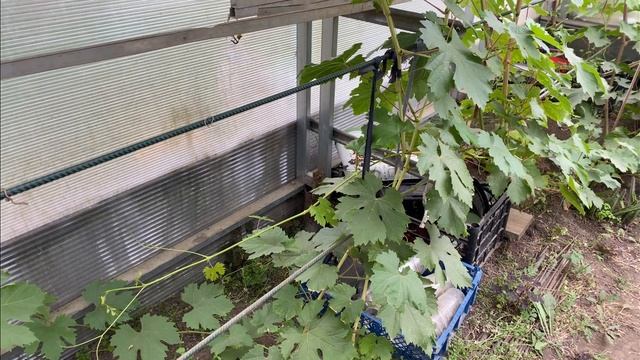 Виноградник Виталия Лычкова г. Сергиев Посад МО. Реконструкция теплицы и кое что из новинок. смотреть онлайн