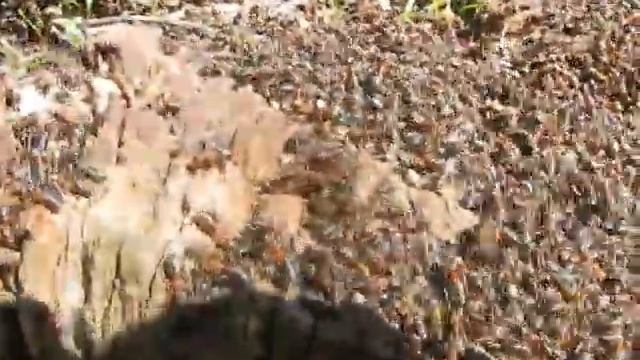 Муравьи проснулись от зимней спячки