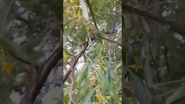 Первый раз вижу как цветут оливки в Болгарии ??#оливки #болгария #бургас смотреть онлайн