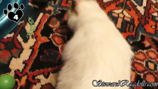 7 Things You Need to Know Before Owning a Ragdoll Cat смотреть онлайн