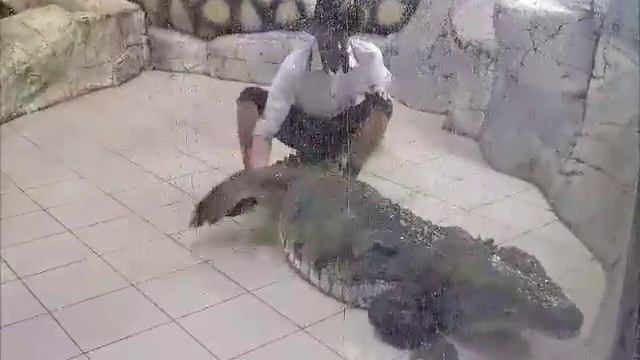 Шоу Крокодилов. смотреть онлайн