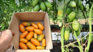 Где был этот сорт раньше? Совсем не болеет и заваливает сладкими томатами до морозов. Сорт чухлома