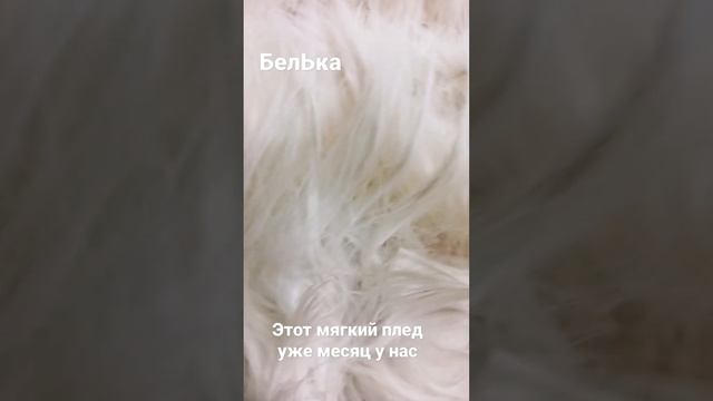 БелЬка у нас уже месяц#кирилловы#кошка #пушистик#осень #тепло #уют #семья #дача #счастье #любимые смотреть онлайн