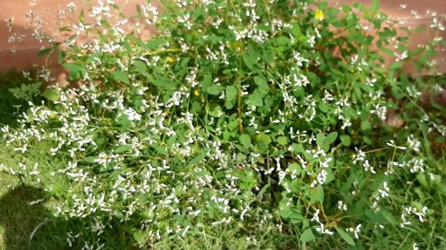 Diamond Frost Plant (Euphorbia Diamond Frost) смотреть онлайн