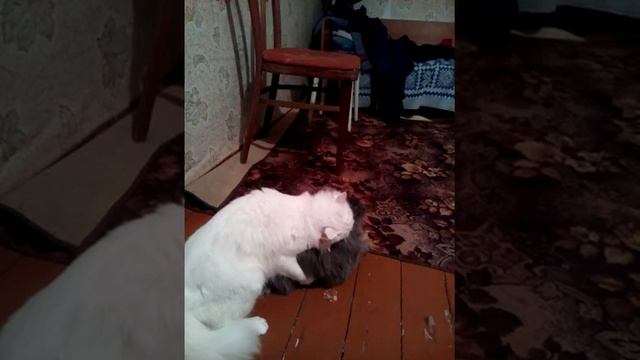 Мой кот рестлер смотреть онлайн
