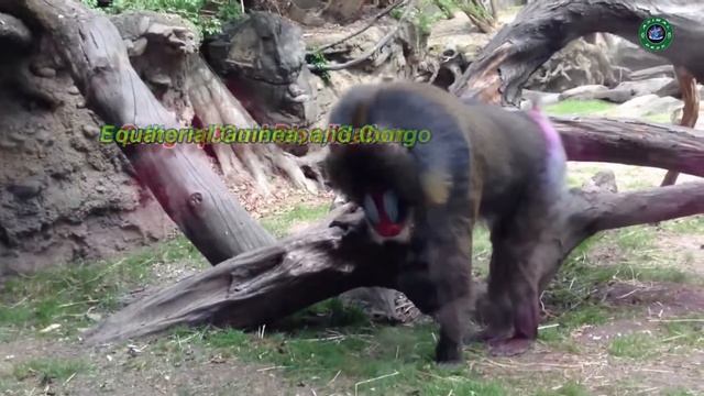 Mandrill the unique monkey / world's largest monkey / Mandrill fact смотреть онлайн