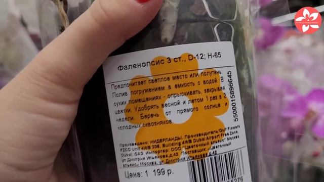 Орхидеи в магазине ОБИ на Варшавском шоссе в Москве 14.08.21