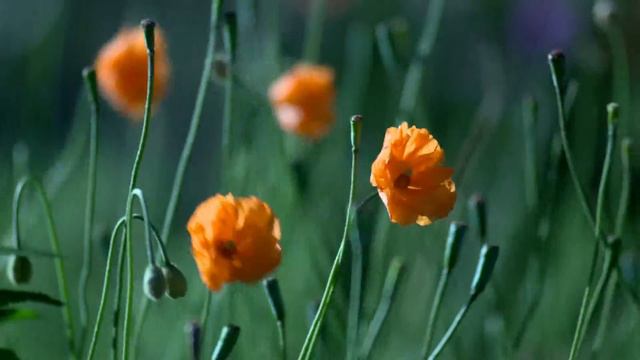 Самое первое видио! (я ещё не знаю как работать с видео) смотреть онлайн