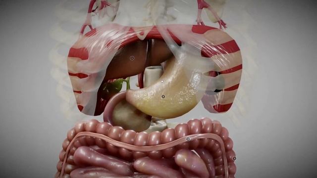Строение пищеварительной системы человека. Изучаем в 3D смотреть онлайн