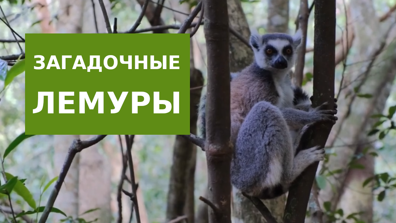 Загадочные Лемуры смотреть онлайн