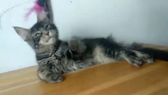 Черный тикированный мальчик котёнок Мейн-кун, 3 месяца, купить на сайте Мейн-куны Москвы смотреть онлайн